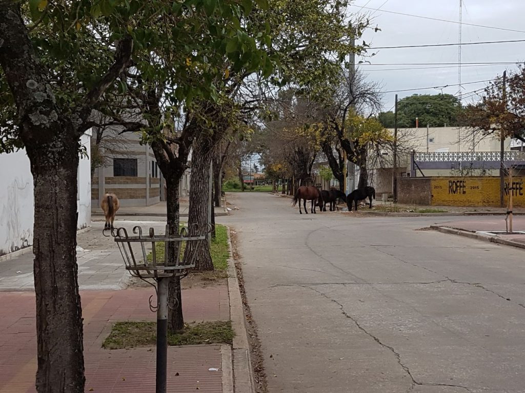 Caballos sobre la vía pública