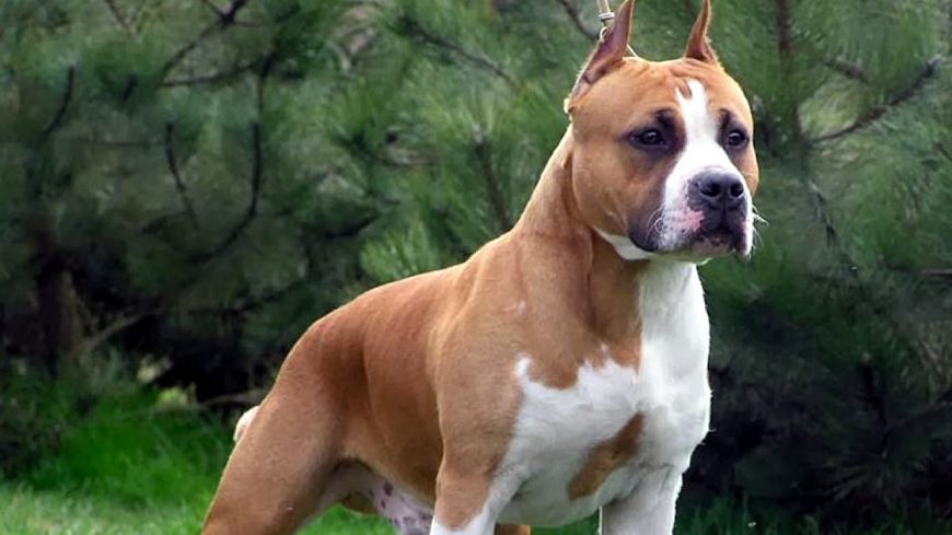 Perro pittbull