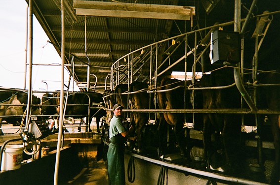 Trabajando en el tambo en Ashburton, Nueva Zelanda.