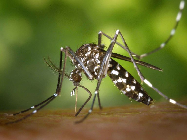 Recomendaciones para combatir los mosquitos