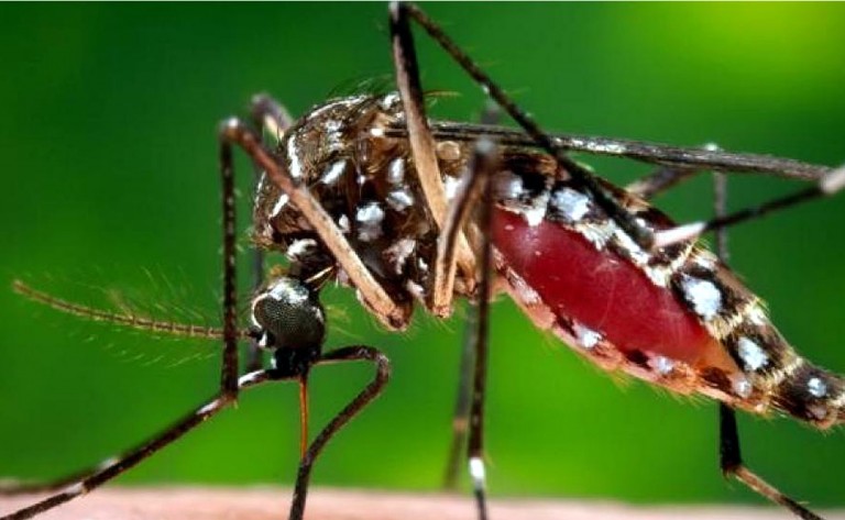 Dengue: el brote en la provincia ya es mayor que el de 2009