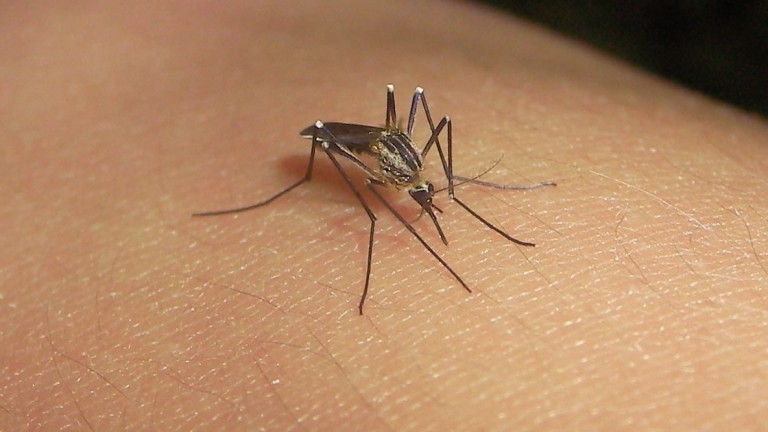 Cómo detectar en simples pasos si hay presencia de Aedes en tu casa, barrio o colegio