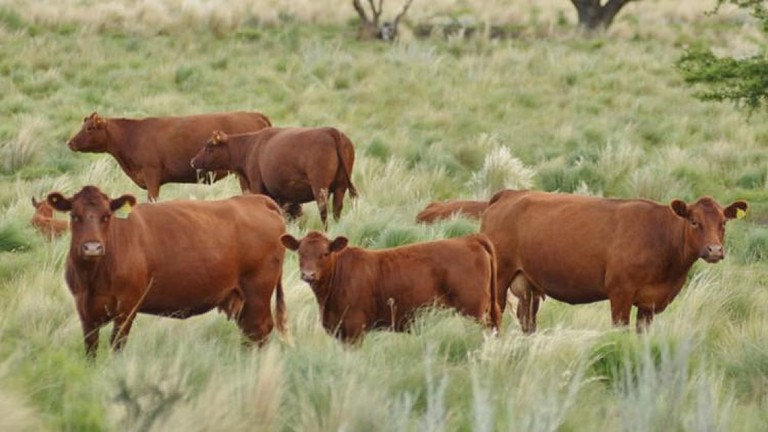 En Córdoba, los granos y la carne ofrecen rentabilidad, incluso en campo alquilado