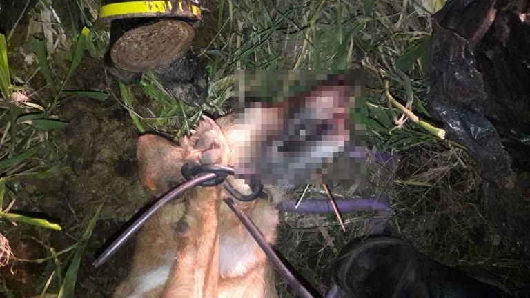 Liberaron al acusado de ahorcar a perra