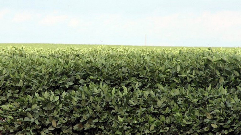 El Gobierno nacional confirmó el aumento al 33% en las retenciones a la soja