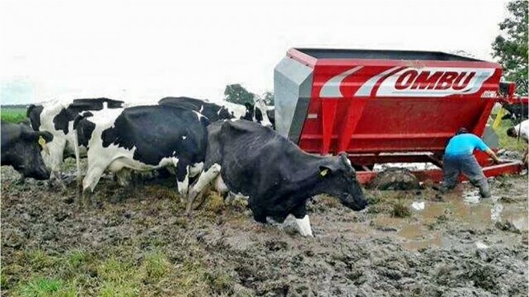 Ingresaron a un campo y se llevaron dos vacas de más de 500 kilogramos