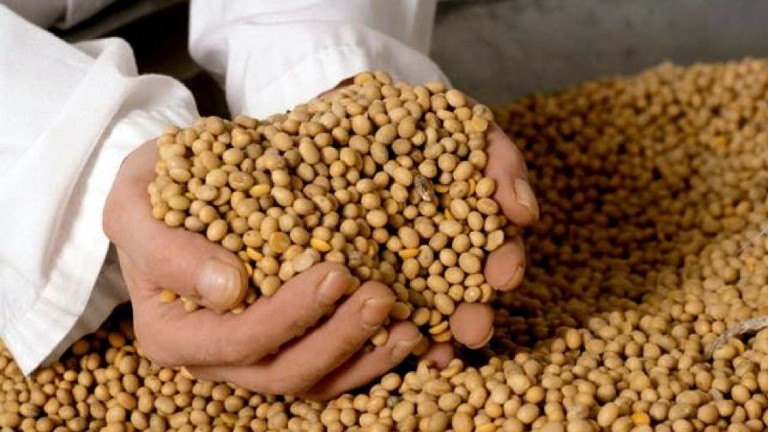 La soja superó los u$s 641 por tonelada y quedó cerca de su precio récord