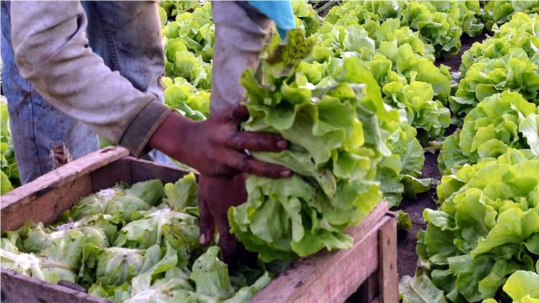 Los precios de los productos agropecuarios subieron 5,35 veces en marzo