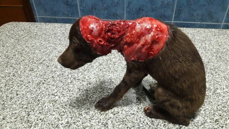 Brutal agresión a un perro en barrio La Milka