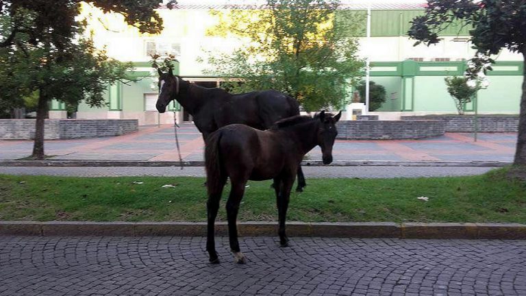 Caballos perdidos transitan por la ciudad