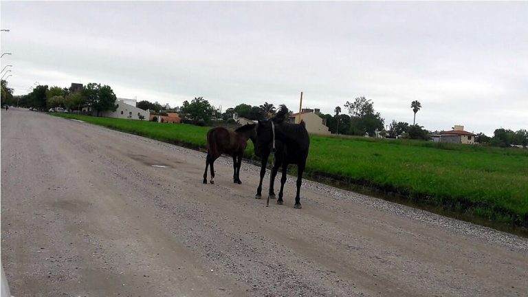 Recomendaciones para la prevención y control de la Encefalitis Equina del Oeste