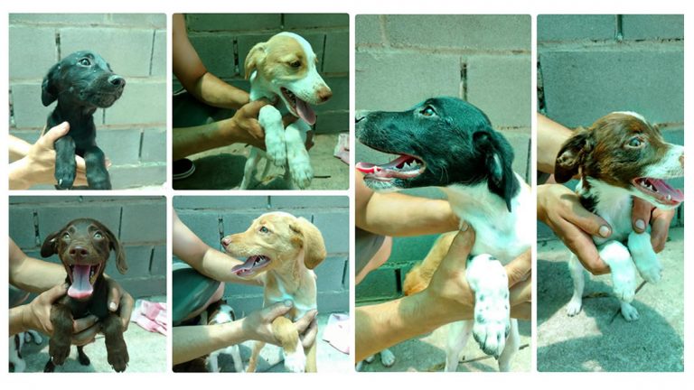 Están en adopción los seis hermanos del cachorro atacado
