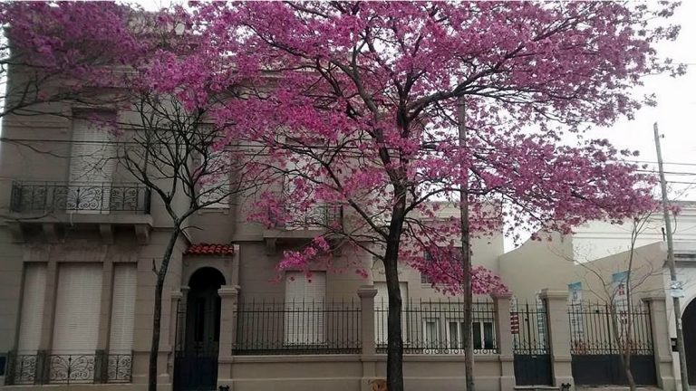 La Asociación Civil Familia Piamontesa celebra su 45° aniversario