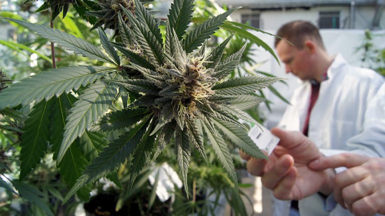 Genera optimismo la producción de cannabis medicinal en el país