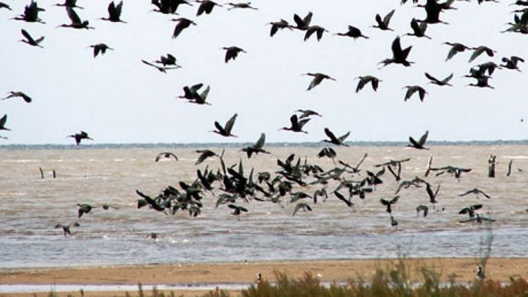 Avanza el Parque Nacional Ansenuza: presentan proyecto en Diputados