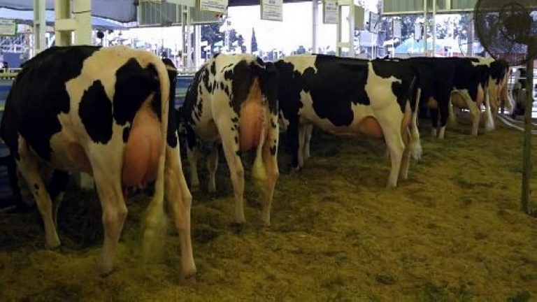 Se pone en marcha la 2° Feria Lechera de las Américas