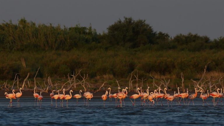 Morteros: Realizarán monitoreos para conocer la biodiversidad de Ansenuza