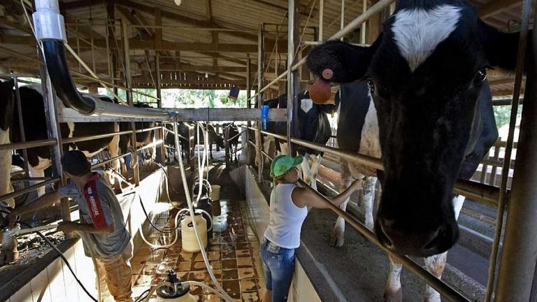 En medio de la crisis, la producción de los tambos sigue creciendo