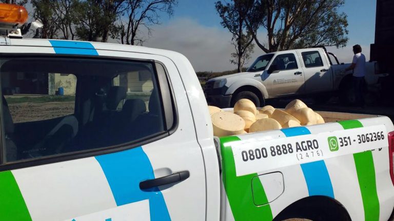 Laspiur: por riesgo sanitario, secuestran 981 kilos de queso