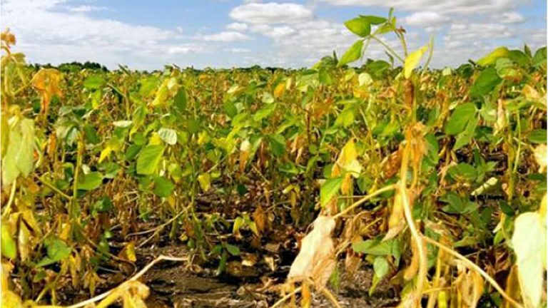 La sequía afecta a la producción agropecuaria con impacto en los rindes