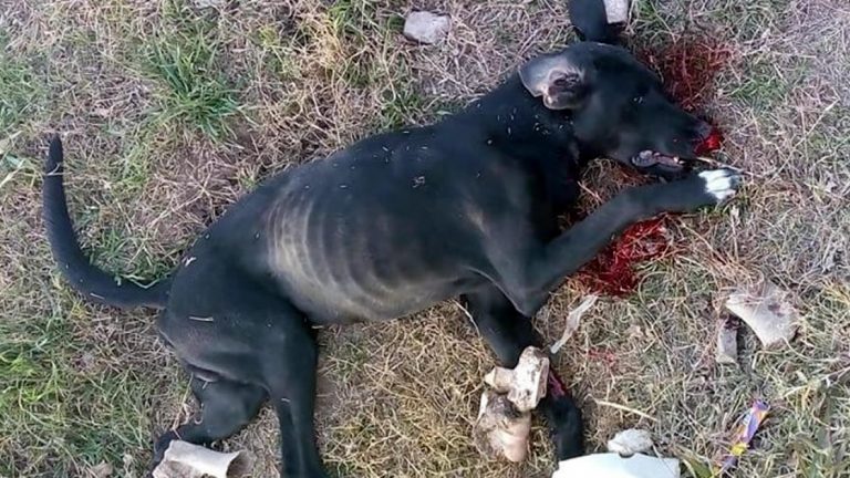En plena calle, sacó un arma de fuego y mató a un perro