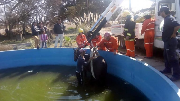 Brinkmann: Rescataron a un caballo que cayó accidentalmente a una pileta