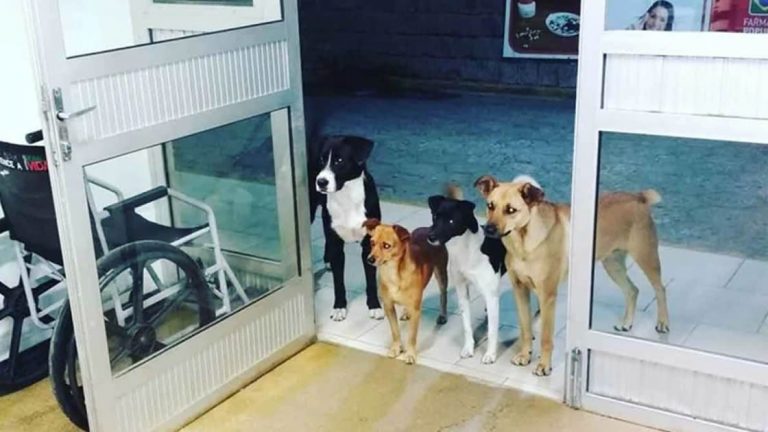 En España, los animales de compañía serán considerados jurídicamente como miembros de la familia