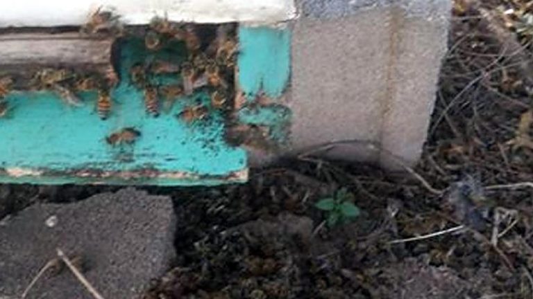 Un insecticida causó la muerte de 500 colmenas en Porteña