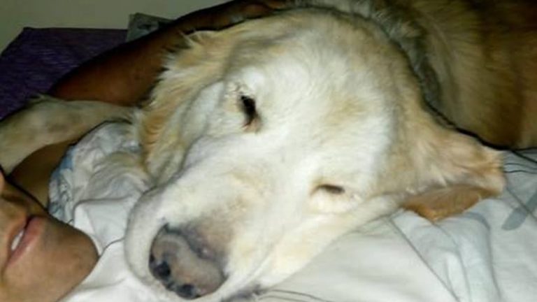 Falleció Mateo, uno de los perros de rescate de Bomberos