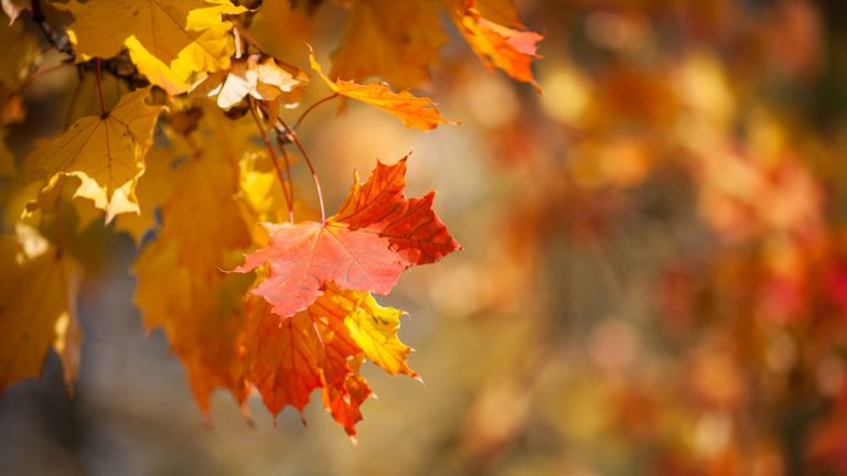 Se adelanta la llegada del otoño