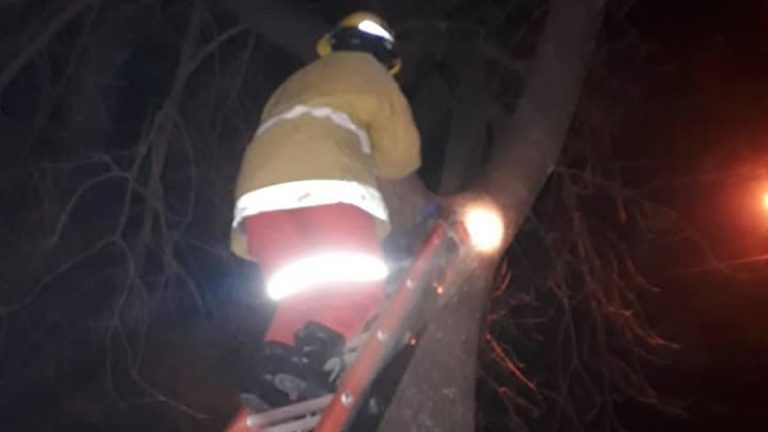 Bomberos rescatan a un gato atrapado en un árbol