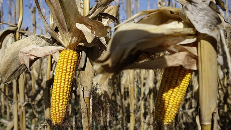 El Gobierno suspendió el registro de exportaciones agrícolas
