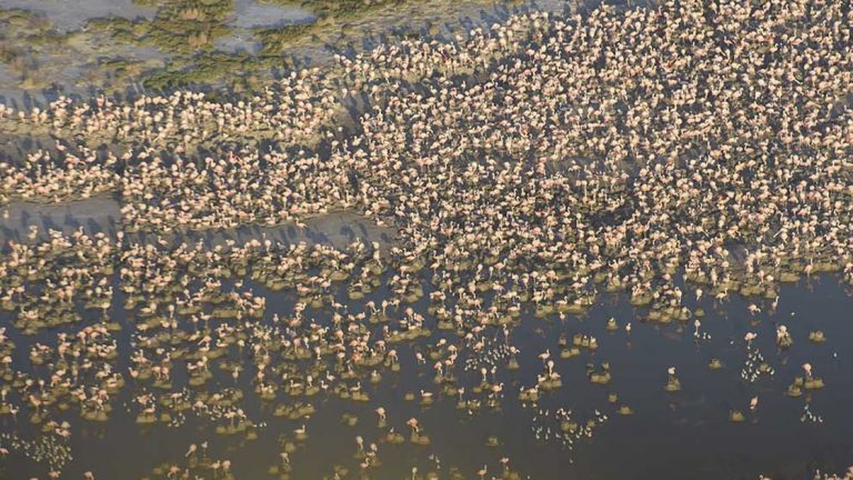 Censo de aves: más de 300 mil flamencos habitan las costas de Mar Chiquita