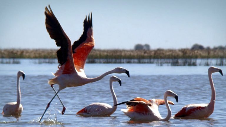Censarán a flamencos y aves playeras de la laguna Mar Chiquita