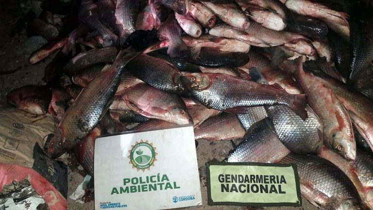 Transportaba 462 pescados en un vehículo no apto