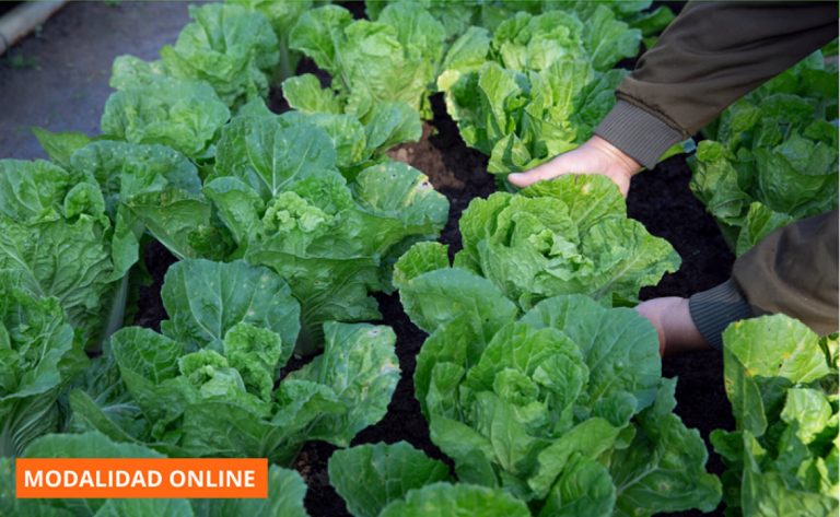 UTN: Curso online de Horticultura orgánica