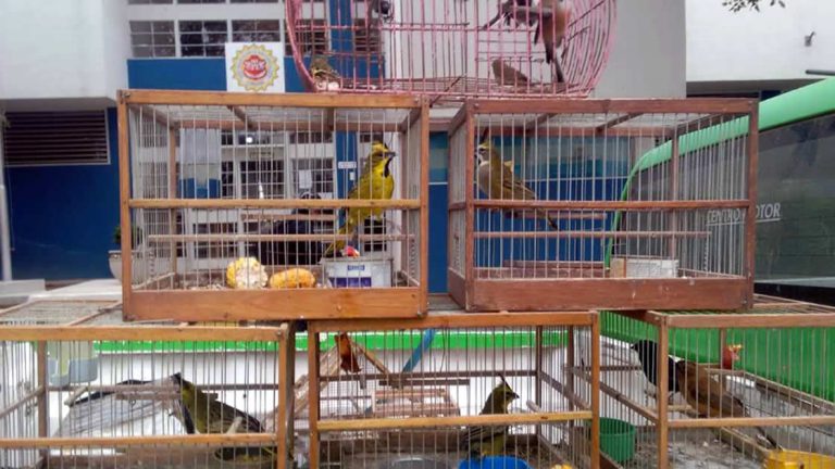Morteros: Policía Ambiental rescata 24 aves de un domicilio