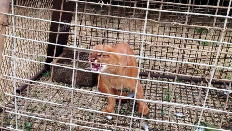 Rescatan un Gato Colorado en Frontera