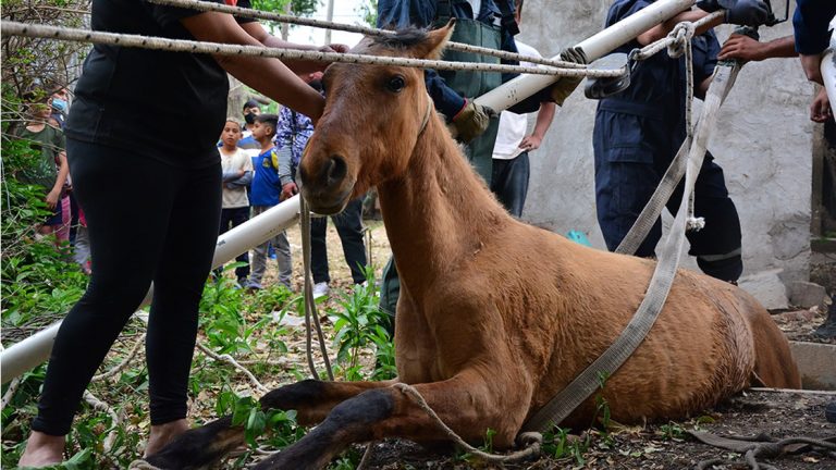 Bomberos rescataron un caballo en nuestra ciudad