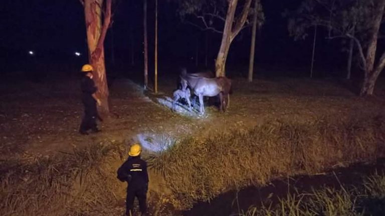 Bomberos rescató a un pequeño potrillo que cayó en un canal