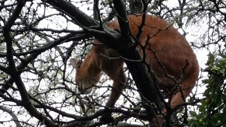 Recapturaron a pumas que habían escapado en Morteros