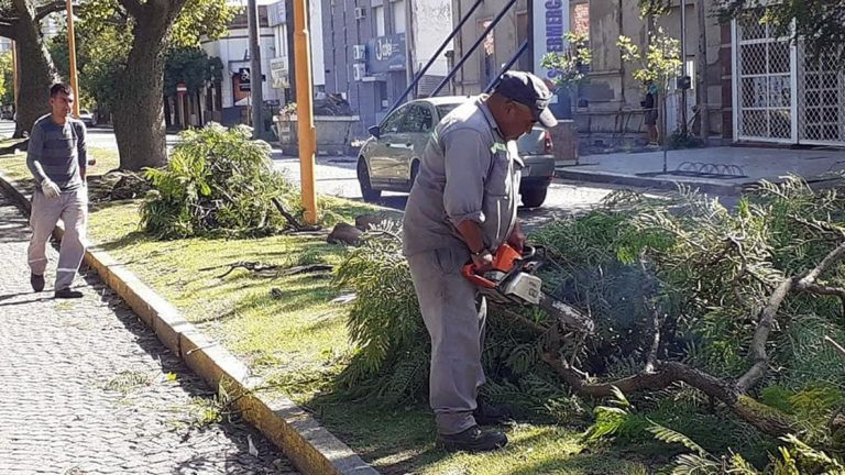 Tormentas y arbolado: “Activamos un rápido protocolo para brindar una respuesta eficiente”