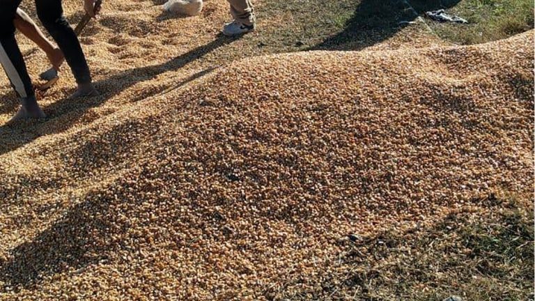 Recuperaron más de 10.000 kg de maíz saqueado a dos trenes