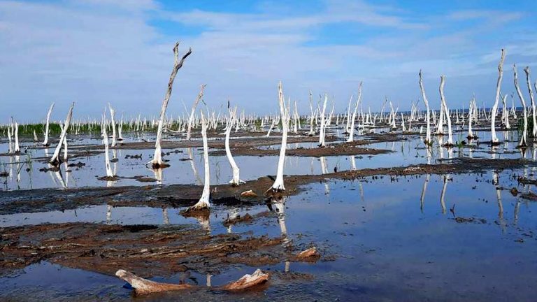 Ley de humedales: cómo afecta a Córdoba la desprotección de estos ecosistemas