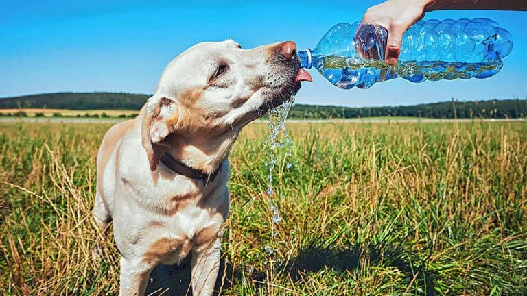 Golpes de calor en animales: ¿Cuáles son las medidas de prevención para evitarlos?