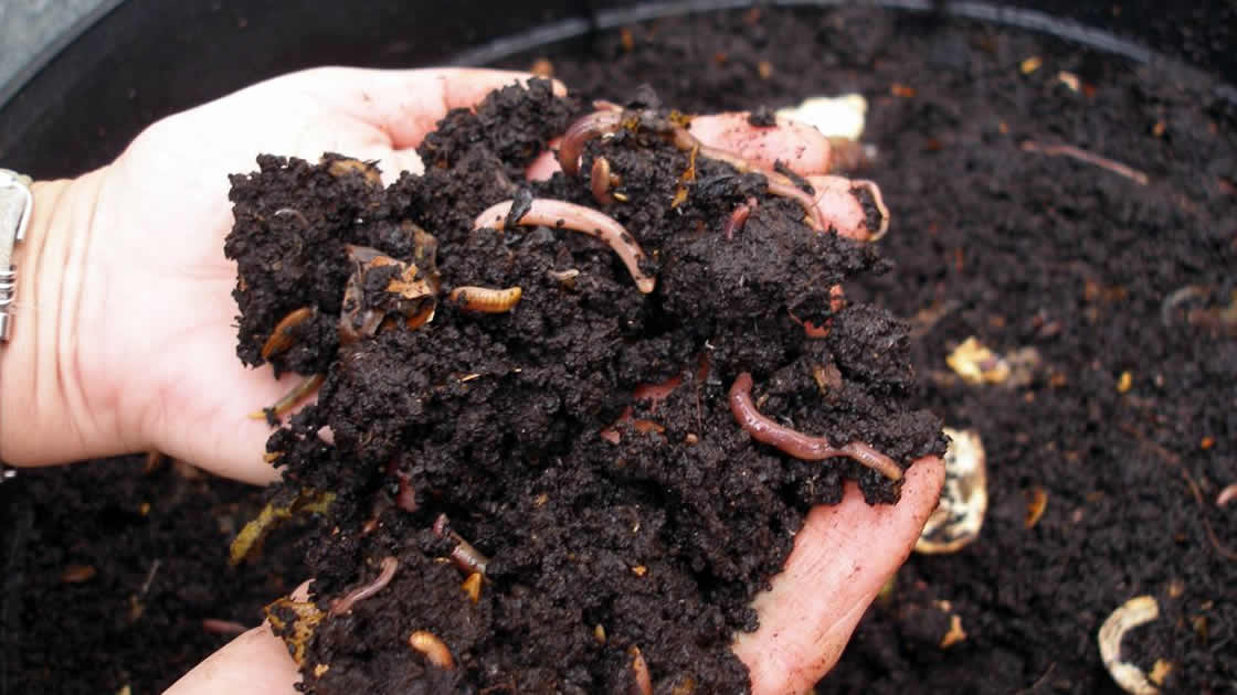 Compost Tour taller de compostaje para el cuidado del ambiente