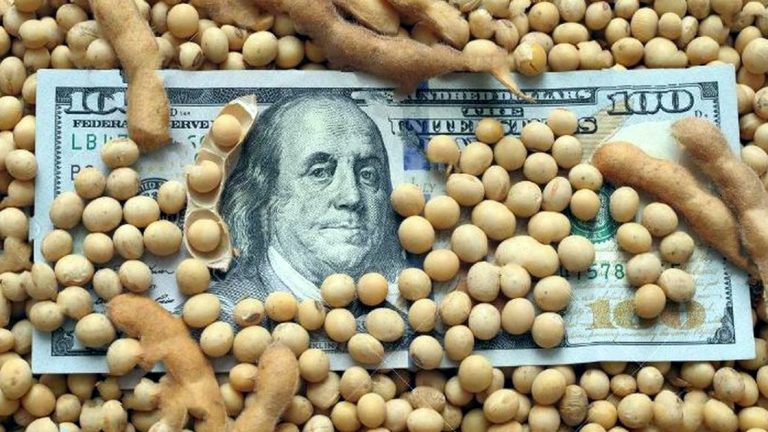 El precio de la soja volvió a caer y complica los planes del Gobierno de Milei