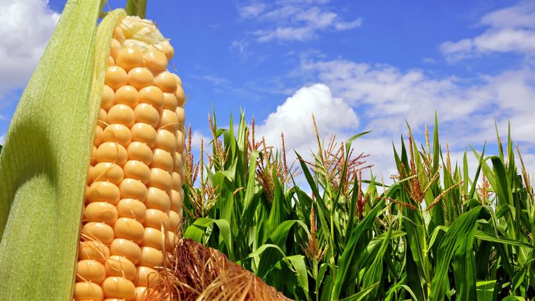 Para cumplir con el FMI, habrá un nuevo dólar agro y aplicarán impuesto a las importaciones