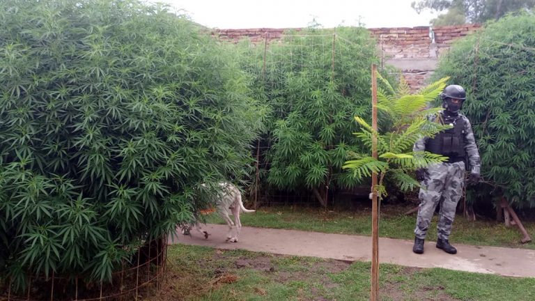 Herramientas, arma de fuego y plantas de marihuana: El resultado de allanamientos
