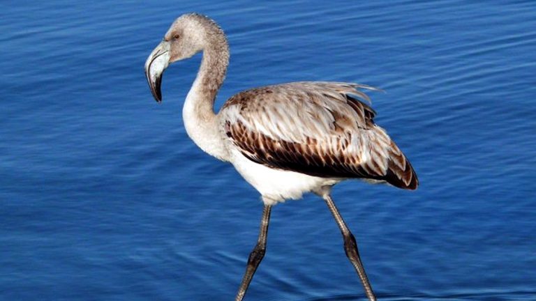 Recomendaciones ante la aparición de flamencos en zonas urbanas